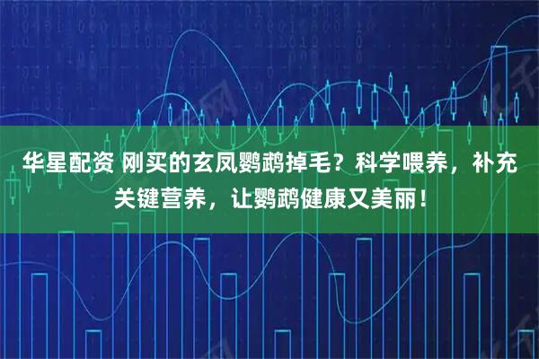 华星配资 刚买的玄凤鹦鹉掉毛？科学喂养，补充关键营养，让鹦鹉健康又美丽！
